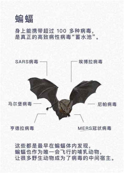 為什麼會有蝙蝠 羅盤方向